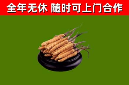 吉首市回收散虫草